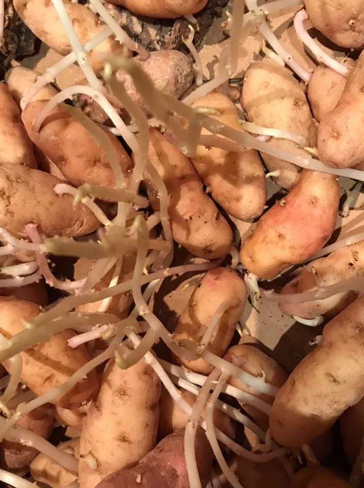 12X SPROUTING CHITTED ANYA Salad Potato Seeds Bulbs Early Potatoes ORGANIC - Image 1 of 1