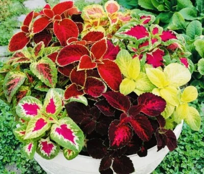 100 + 种 COLEUS 彩虹混合种子 buy2Get1Free(add2incart) — 第 1/2 张图片