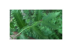 50x Lygodium flexuosum Farn Garten Pflanzen - Samen B2330 - Picture 1 of 5