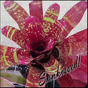 Neo DON WENDLAND - Med / Large Sized Grower, Neoregelia, Bromeliad #1 - Picture 1 of 12