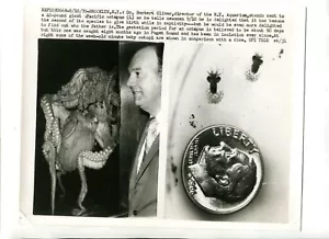 Foto de prensa vintage 1970 acuario de Nueva York pulpo gigante del Pacífico y bebés UPI - Imagen 1 de 2