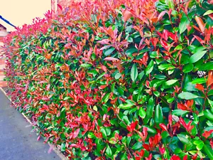 50 Red Robin Hedging Photinia Evergreen Plants Fast Growing 20-30cm Potted - Picture 1 of 7