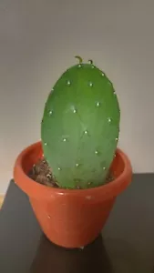 Worlds Most Cold Tolerant prickly pear Opuntia Humifusa Hardy Cactus. Yellow - Picture 1 of 2