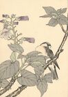 Keinen Imao ☆☆Summer Sale☆☆ 1891 Woodblock Print Rare 1st Edition Audubon Seitei