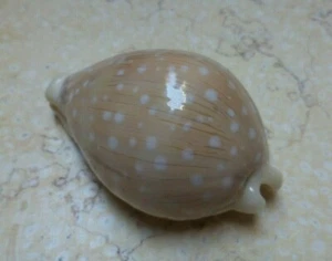 Cypraea camelopardalis 65 mm F+++ F++++ stunning shell super natural glossy  - Picture 1 of 12