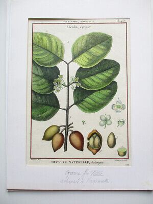 Gravure Planche Botanique Plante Médicinale XVIIIE Rheedia Fruit Bakupari • 25€