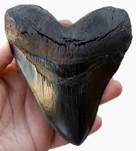 5,5 Zoll Megalodon (Carcharodon Megalodon) Zahn, schwarz mit Verzahnung Nachbildung - Bild 1 von 4