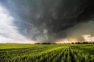 Storm Photography Print - Tornado Emerging from Rain Over Wheat Field in Kansas - Picture 1 of 5