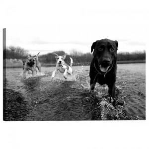 Peinture Impression sur Toile Avec Cadre Chien Labrador Et Amis Se Divertono - Imagen 1 de 1
