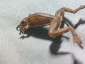 Rare & Antique Fly Rod Frog Lure Fishing Tackle Lure Collectible Sporting Goods - Picture 1 of 5