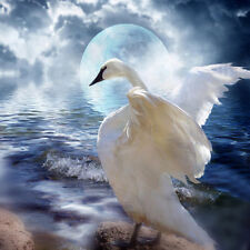 Canvas Print Oil Painting Picture Animals Moonlight Swan on canvas 16"x16" L739