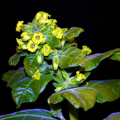 MAPACHO 30 Seeds | Sacred Aztec Shaman Rare Exotic Mayan Amazon Shipibo - Image 1 of 4