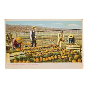 Vintage Ananas Plantage, Hawaii Inseln unbenutzt  - Bild 1 von 2