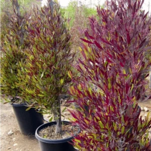 Dodonaea viscosa purpurea (Purple Hop Tree) 5 to 25 Seeds RARE Outdoor Bonsai UK - Picture 1 of 5
