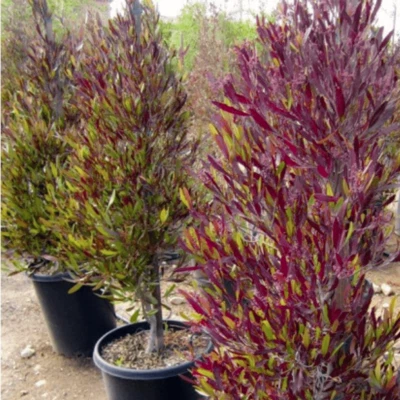 Dodonaea viscosa purpurea (Purple Hop Tree) 5 to 25 Seeds RARE Outdoor Bonsai UK - Image 1 of 4