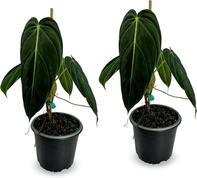 Philodendron Melanochrysum Pack of 2 | Live Green Indoor House Plant - Image 1 of 4