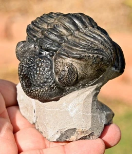 Trilobite Fossil, Drotops, from Morocco #2 - Picture 1 of 7