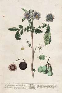 Solanum Tuberosum Potato Vegetables Blackwell Kräuterbuch Engraving - Picture 1 of 1