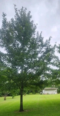 SOUTHERN MISSISSIPPI OAK SEEDLING TREE PLANT  - Image 1 of 4