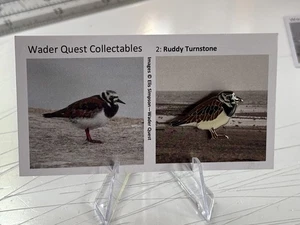 RSPB interest RUDDY TURNSTONE  wader on Card. Enamel bird  Pin Badge new - Picture 1 of 1