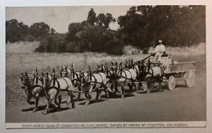 Eight Horse Team Champion Belgian Mares Peffer of Stockton California print 1940 - Picture 1 of 2