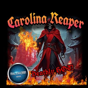 Carolina Reaper (20 Seeds) World's Hottest, Organically Grown - Picture 1 of 7
