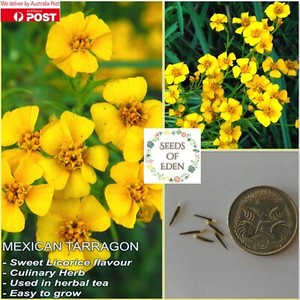 MEXICAN TARRAGON SEEDS(Tagetes Lucida); Herbaceous Perennial plant