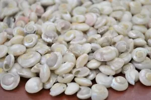 700+ PCS SMALL WHITE PEARL UMBONIUM SEA SHELL BEACH DECOR 1 LB #7525 - Picture 1 of 1