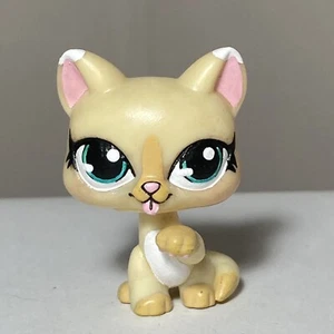 🎨🐱LPS Littlest Pet Shop OOAK Custom Faceup Siamese Cream Kitty Cat #981 Tan - Picture 1 of 5