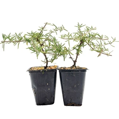 Irene Rosemary in 3.5" Nursery Cubes, Rosmarinus officinalis ‘Irene’ Live Plant - Image 1 of 4