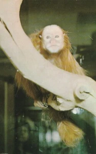 RED UAKARI,NATIONAL ZOO PARK,WASHINGTON DC.VTG CARTOLINA*P78 - Foto 1 di 2