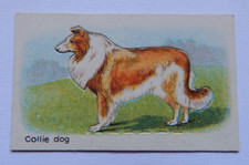 ANIMALS HUSTLER SOAP ,COLLIE DOG, 1925 VINTAGE TRADE CARD (2)