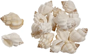 Lote de conchas artesanales a granel Cancelleria Undulata 1-1,5" (1 kilo) - Imagen 1 de 1