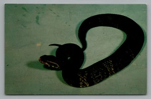 Serpientes venenosas boca de algodón agua mocasín reptil postal sin publicar - Imagen 1 de 1