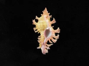 Sea Shell Chicoreus nobilis 46,9 mm ID#8972 - Imagen 1 de 3