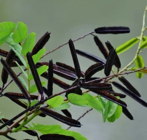 Cassia Alata Seeds Ringworm Candle Bush Plant Senna for Butterfly Attraction - Picture 1 of 9
