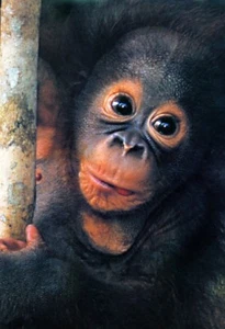 Baby Orang-Utan Poster, süß, Baby Affe, Orang-Utan - Bild 1 von 5