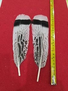 Par híbrido Z89 Royal Palm cola de pavo pluma águila sub - Imagen 1 de 1