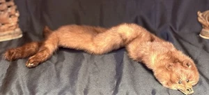 Vintage Genuine Fur Stole / Scarf - Picture 1 of 6