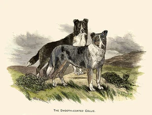 GLATTER COLLIE ZWEI ALTE STIL HUNDE HUNDE GRUSS NOTIZKARTE - Bild 1 von 1