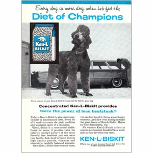 1960 Ken-L-Biskit:  Diet of Champions, Poodle Vintage Print Ad - Picture 1 of 1
