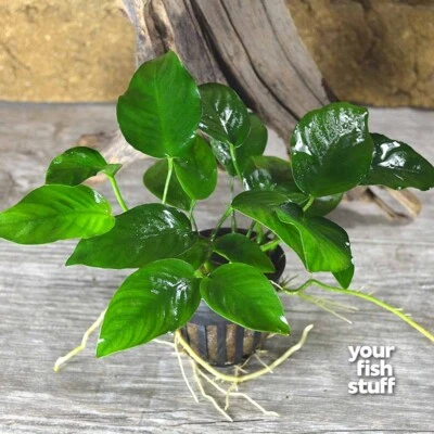 Anubias Barteri var. Barteri Live Aquarium Plants *BUY 1 GET 1 at 50% OFF POTTED - Image 1 of 4