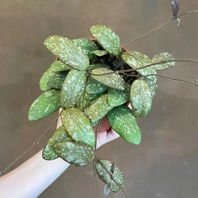 Hoya sigillatis sp. Borneo – Rare Speckled Wax Plant -Collector’s  Aroid- 3" pot - Image 1 of 4