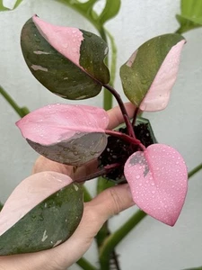 Highly Variegated Philodendron Pink Princess💖~Established Indoor Plant☘️ - Picture 1 of 10