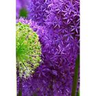 Blossoms: Alliums Are Hardy&#173; Bulbs That Produce Dramati - Paperback / softback N