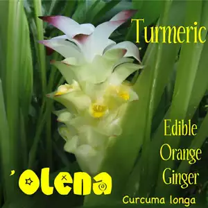 LIVE 5 TURMERIC Rhizomes Curcuma longa Edible Orange Ginger ~Canoe Plant~ 'OLENA - Picture 1 of 10