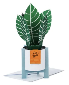 Hallmark Pop Up Paper Wonder Card ~ Thinking of You ~ Striped Zebra Plant - Picture 1 of 3