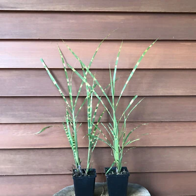 Zebraschilf Miscanthus sinensis Strictus buntes dekoratives Ziergras im Topf - Bild 1 von 4