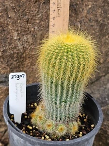 Parodia leninghausii - Golden Tower/Yellow Tower Cactus + pups 13.5cm (25307) - Picture 1 of 8