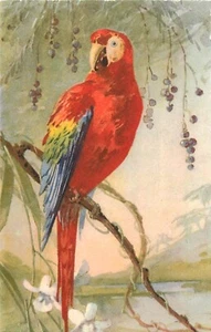 S/A Postcard Catherine Klein Rainbow Macaw Parrot, Stehli 119 Unposted - Picture 1 of 2